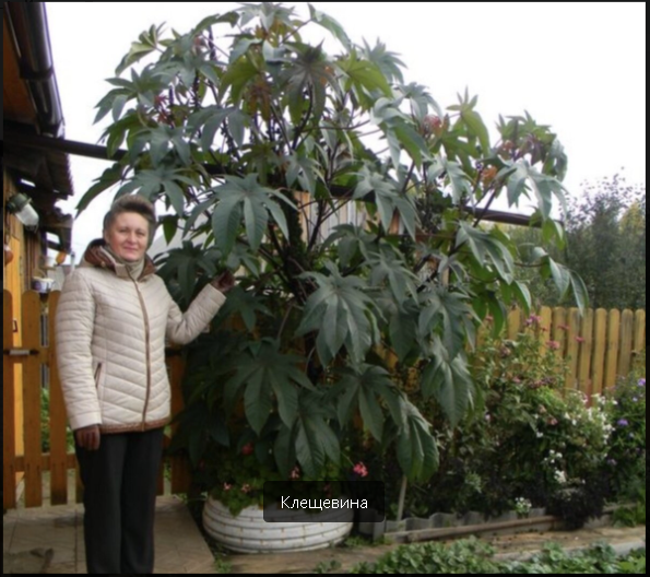 "Летальная Флора: ТОП-10 Самых Смертоносных Деревьев Мира"