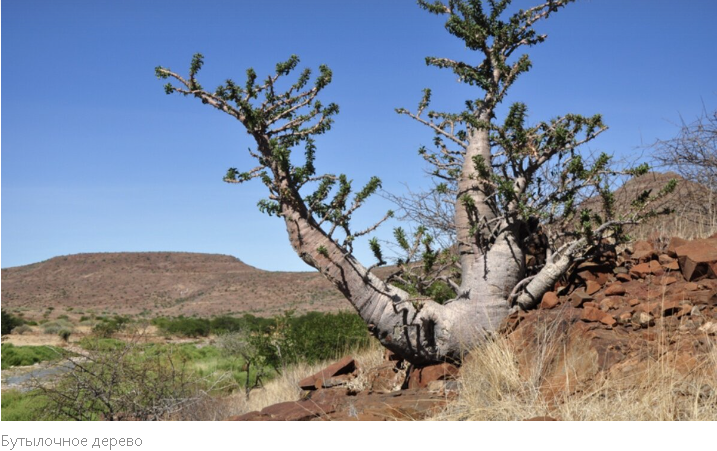 "Летальная Флора: ТОП-10 Самых Смертоносных Деревьев Мира"