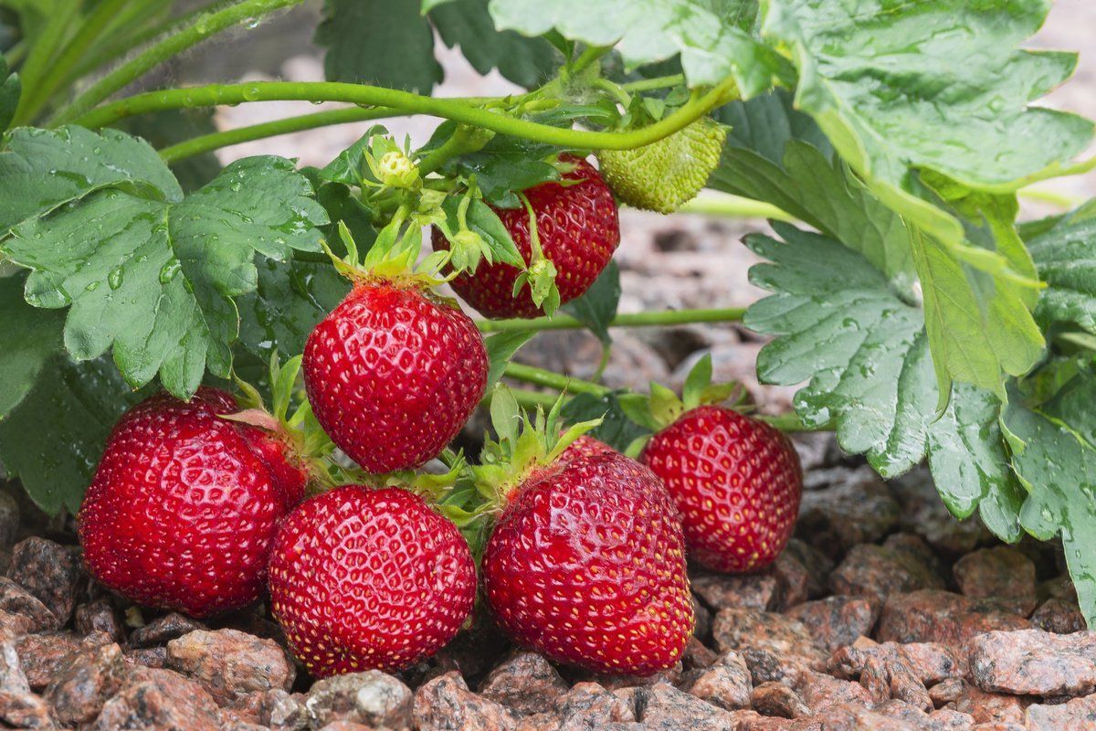 Интенсивный способ выращивания земляники: эффективные советы и рекомендации