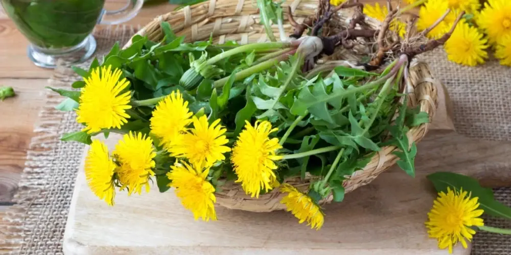 Сезон цветения одуванчиков начался! Как их использовать для здоровье, красоты и на кухне?