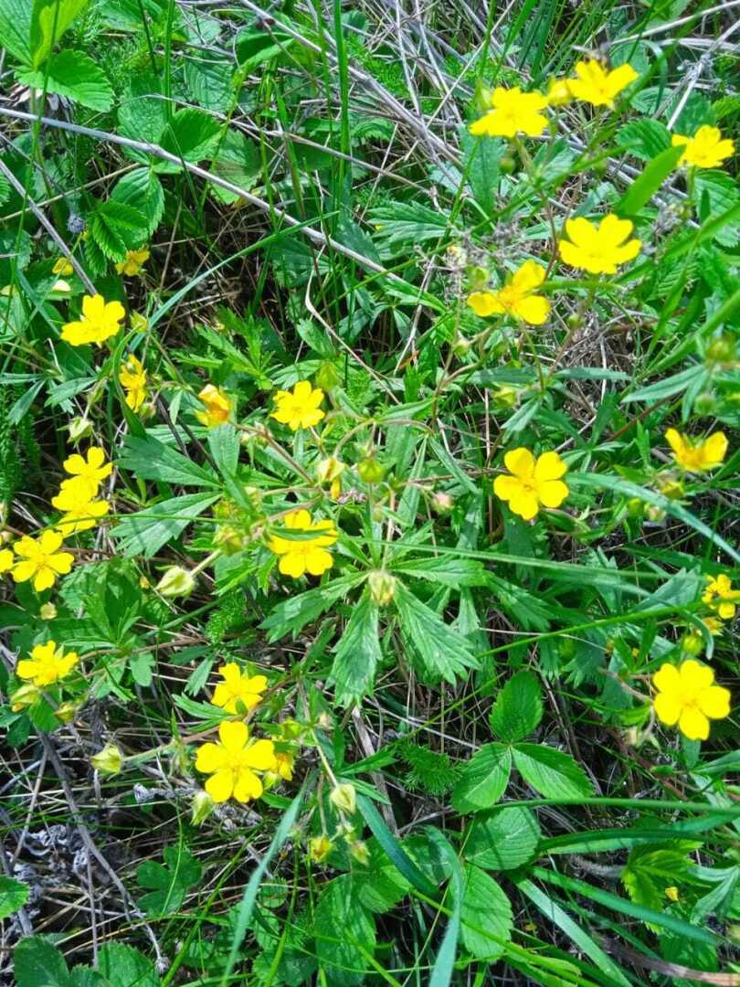Красавка - деревня, которой нет уже на карте, но память о которой жива в сердцах ее потомков.10 мая 2024 года Красавка ждет земляков в гости.