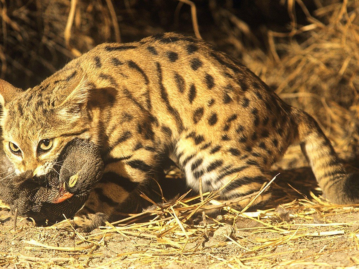Самый успешный и милый охотник на Земле