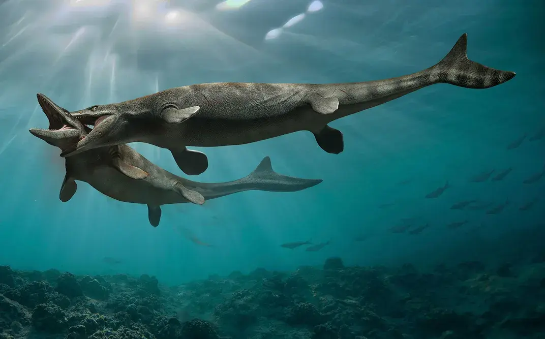 Массивные мозазавры, возможно, эволюционировали не раз