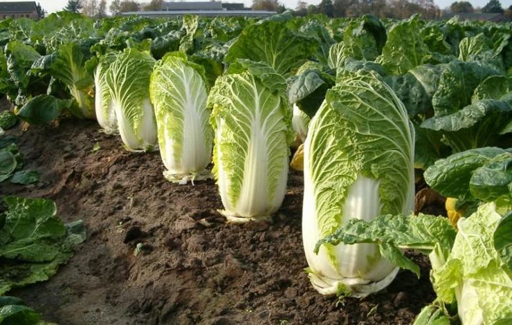 Как вырастить пекинскую капусту: эффективные советы и рекомендации