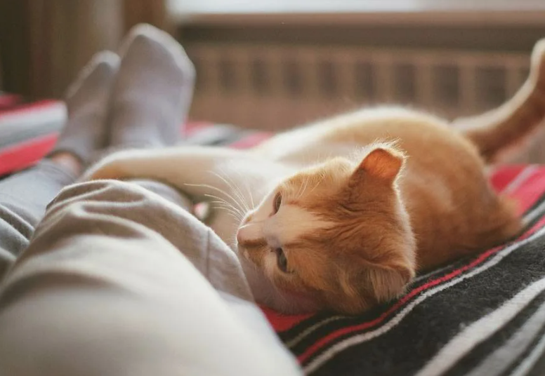 Почему кошки любят спать с хозяевами?