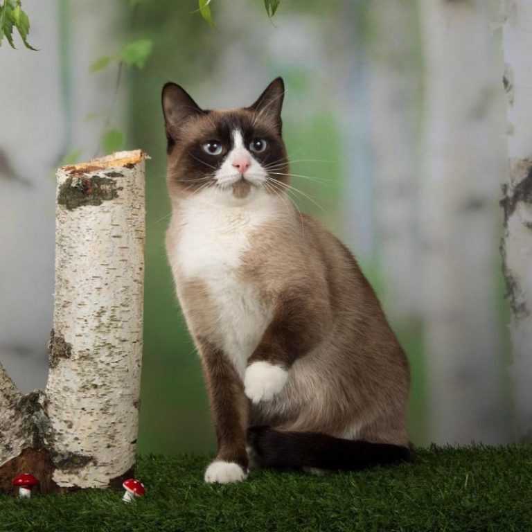 Сноу-шу (англ. snowshoe — «снежная туфелька») — порода кошек