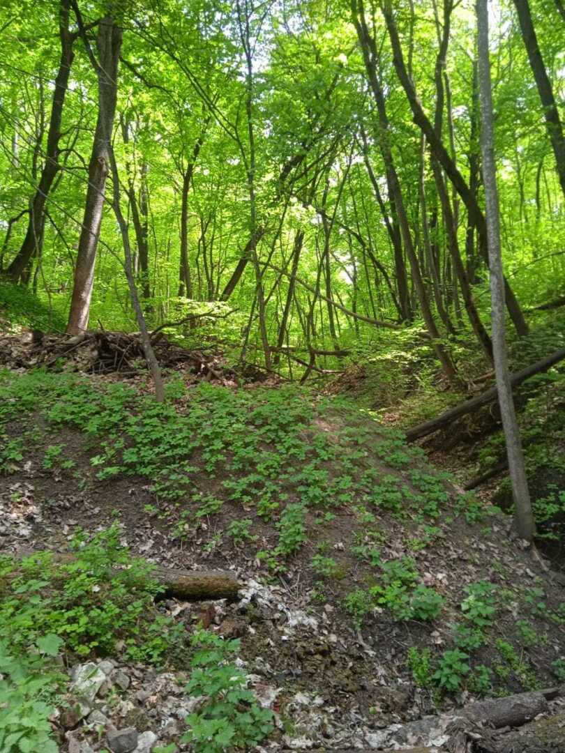 Красавка - деревня, которой нет уже на карте, но память о которой жива в сердцах ее потомков.10 мая 2024 года Красавка ждет земляков в гости.