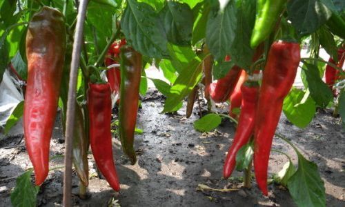 Как вырастить вкусные сочные перцы на даче: эффективные советы