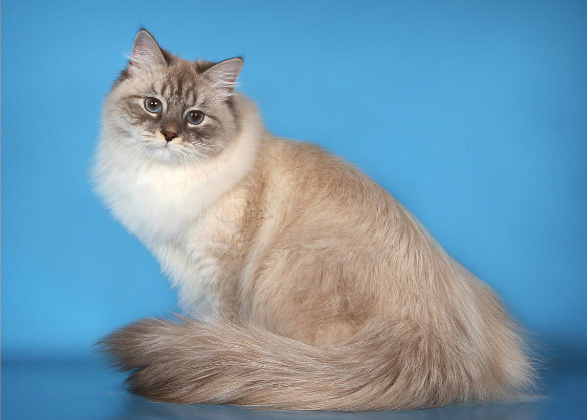 Длинношёрстная порода кошек с пойнтовым окрасом, придающим ей сходство с сиамской или тайской кошкой
