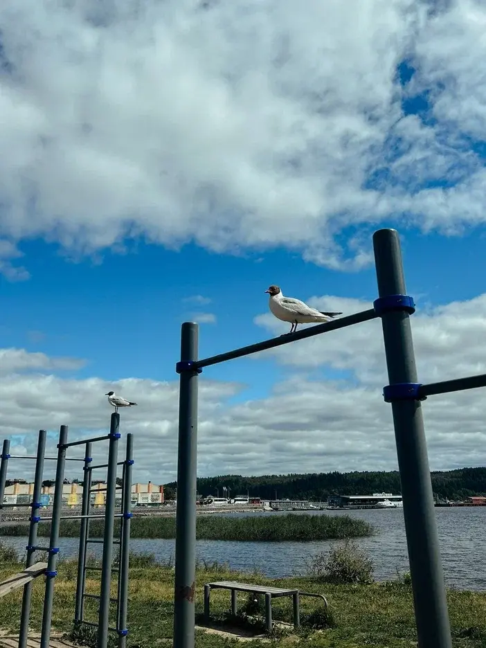 История из путешествий: о краже чайкой водительских прав и банковских карт в Карелии