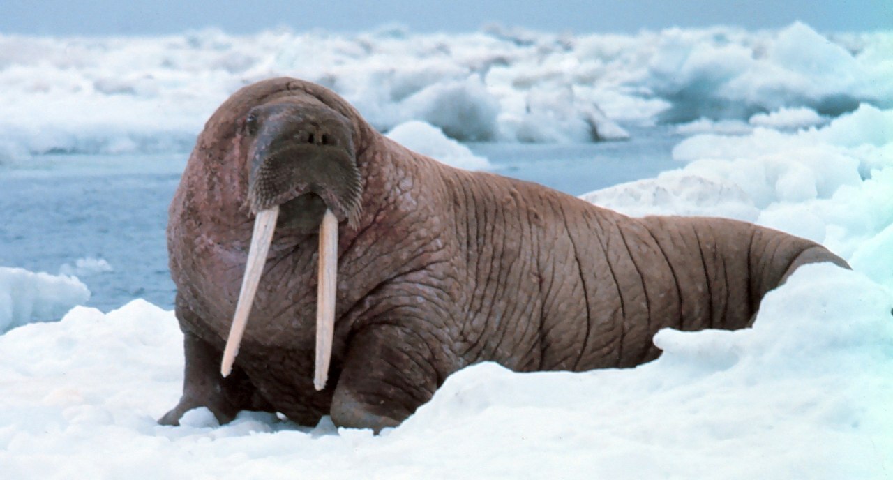 Скрытый секрет моржа: удивительная роль бивней.