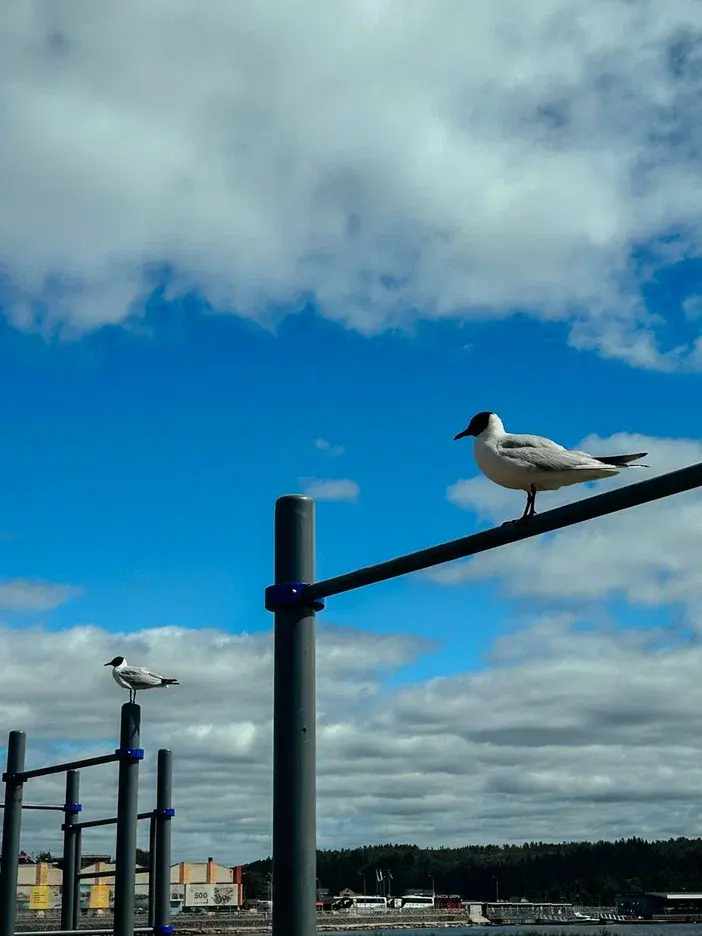 История из путешествий: о краже чайкой водительских прав и банковских карт в Карелии