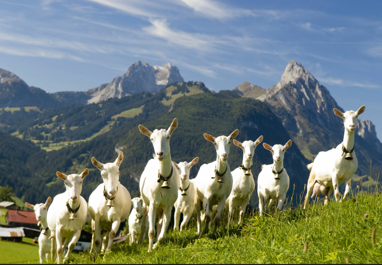 Предложение мечты: на итальянском острове бесплатно раздают козлов