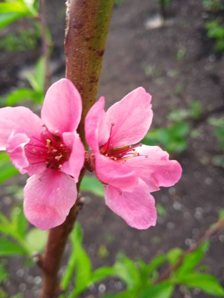 Мои первые маленькие апрельские сенсации дачного сезона 2024 года: все чудеса в фотографиях.