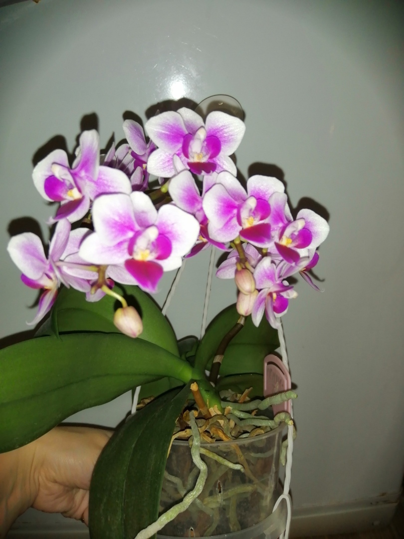 Воскрешение орхидей или как наростить жирные корни и заставить цвести фаленопсис