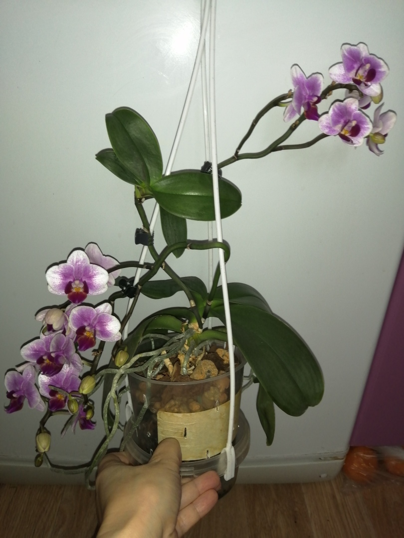 Воскрешение орхидей или как наростить жирные корни и заставить цвести фаленопсис