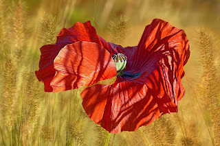 Мак. Интересные факты🌸🌸🌸