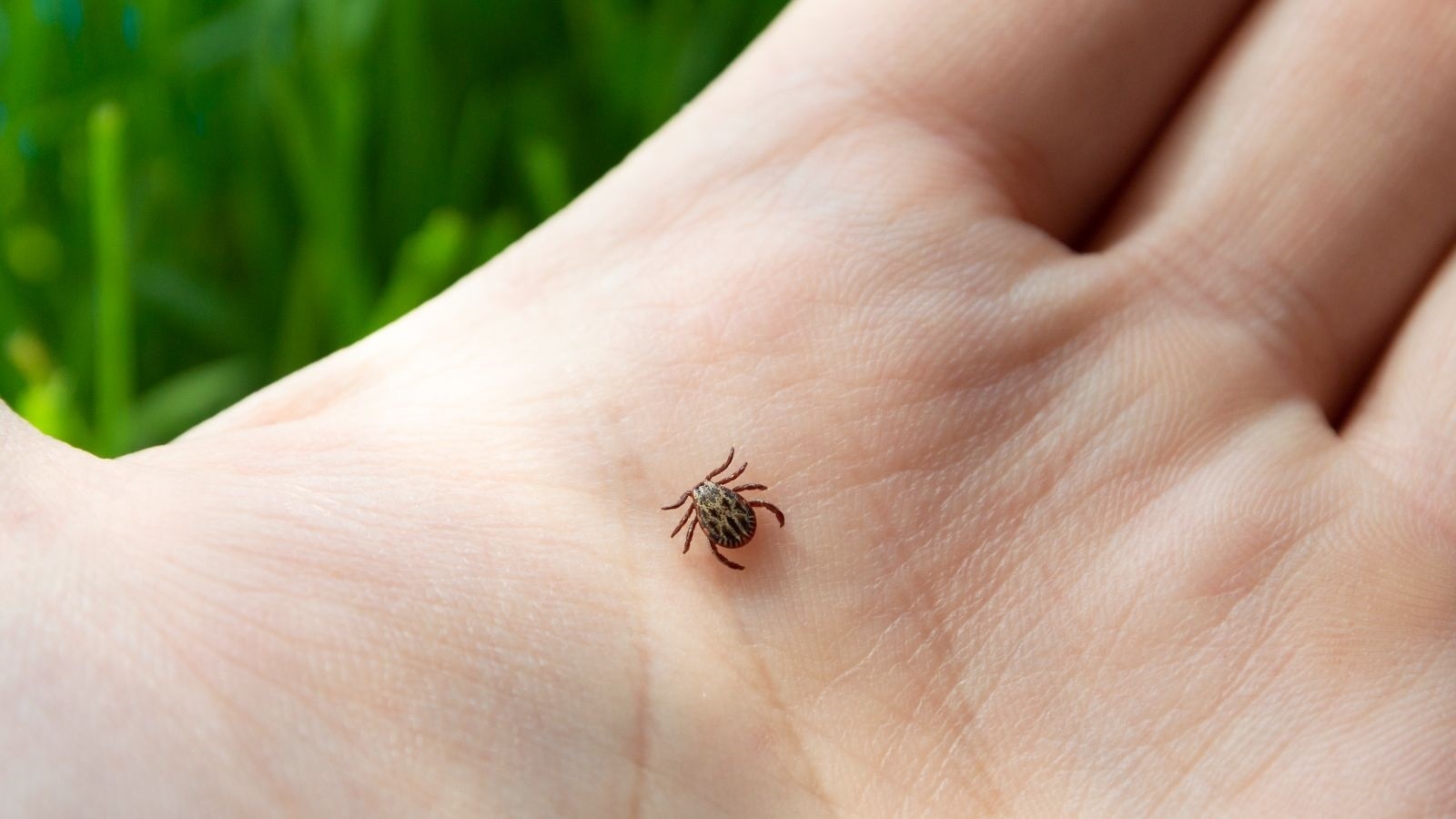 Какую группу крови предпочитают клещи: кто из людей в зоне риска?