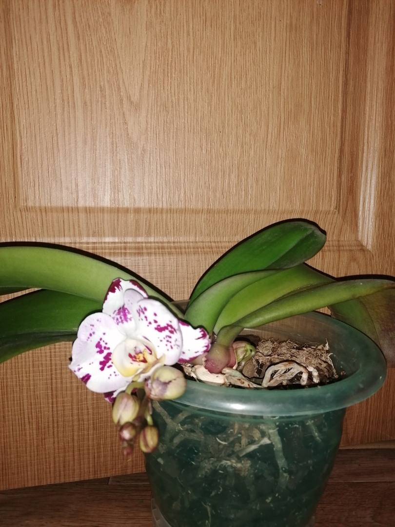 Воскрешение орхидей или как наростить жирные корни и заставить цвести фаленопсис