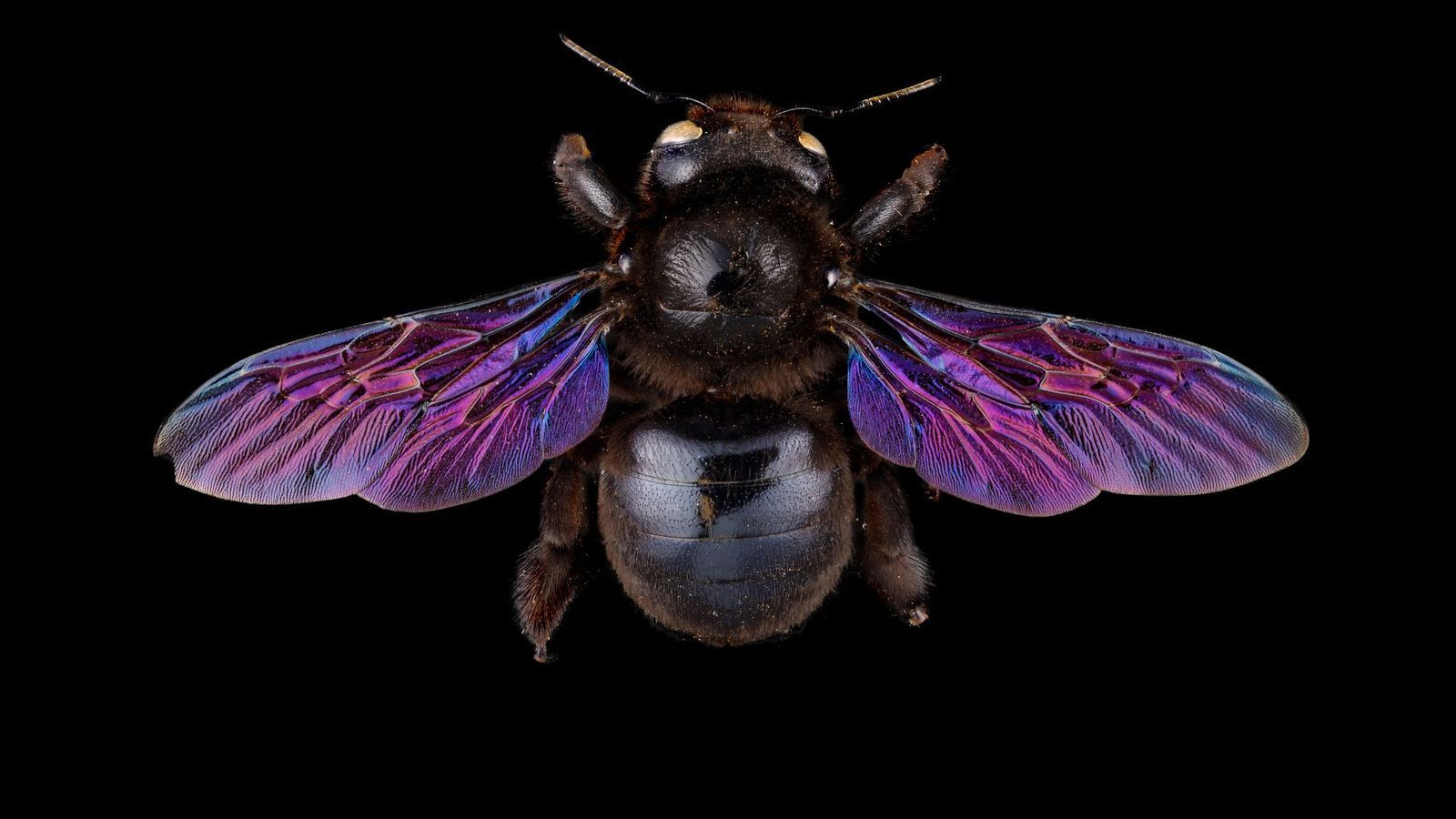 Невероятные фотографии пчел крупным планом.