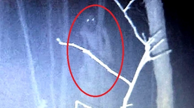 Жуткая фигура в лесу, снятая на камеру