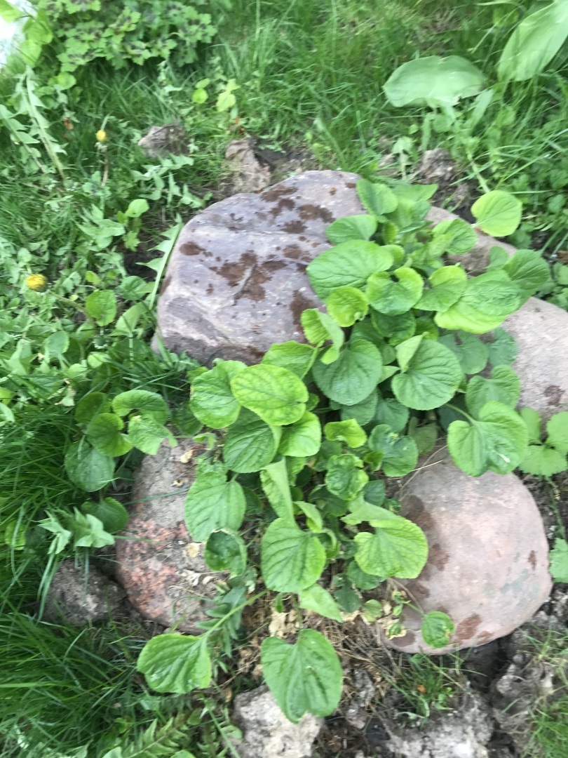 Месяц май - это Первомай, это день Радио, это праздник 9 Мая, и это просто месяц,