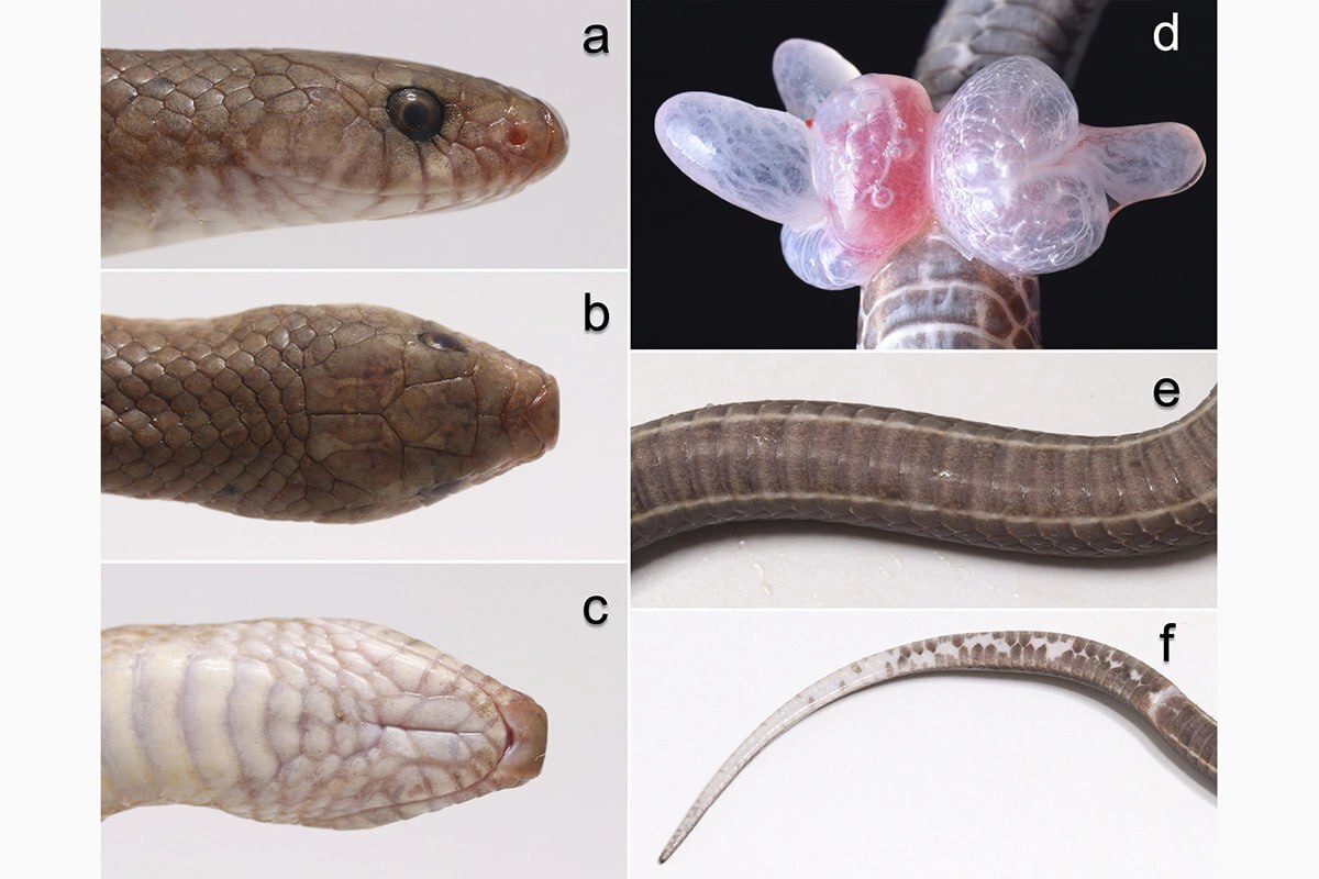 Прородитель бритвы: "Ученые нашли новый вид змей с клыками-лезвиями в Таиланде"