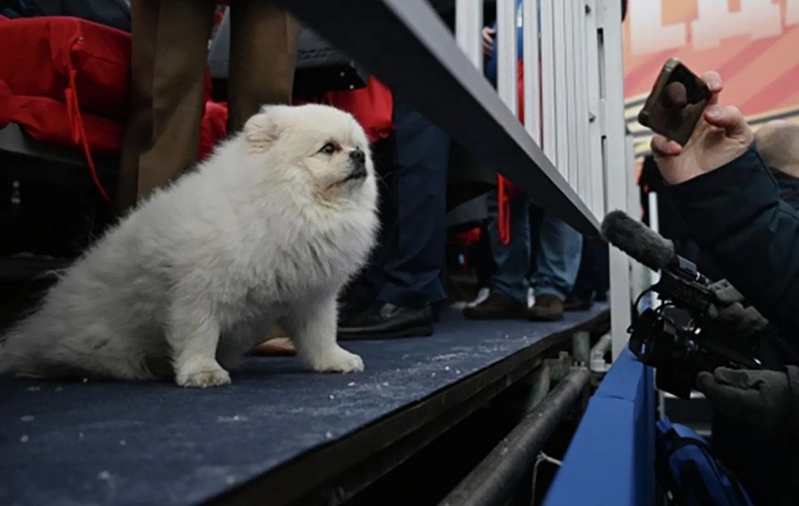 Александр Лукашенко и белая собачка на параде победы 2024 года