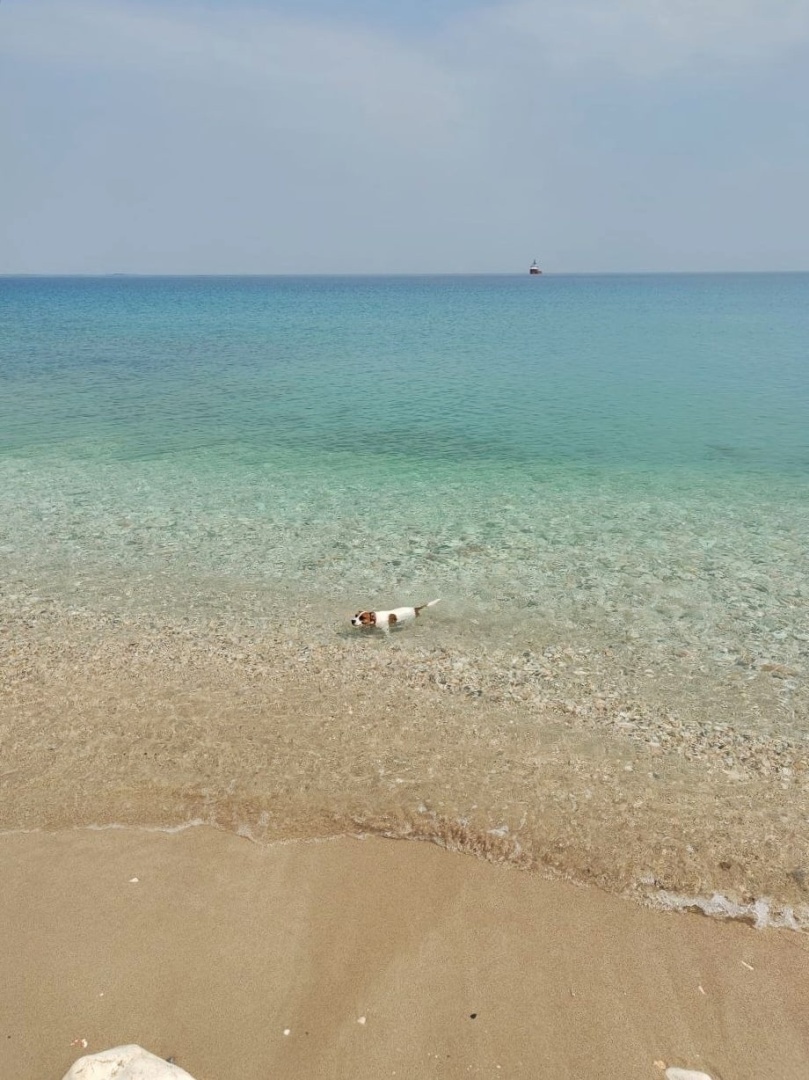 Про фото собаку из жизни.