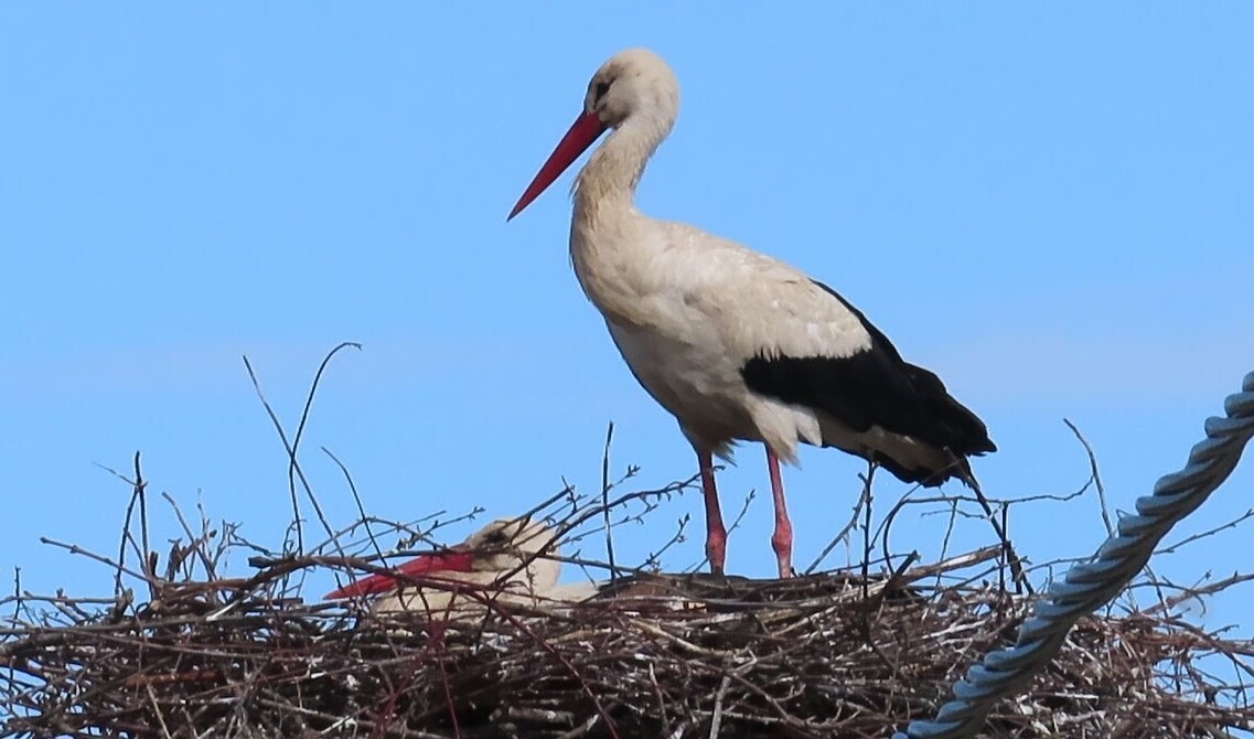 Демографическая ретроспектива (Куценькая, но такая, какая есть)