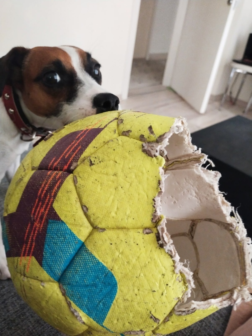 Про фото собаку из жизни.