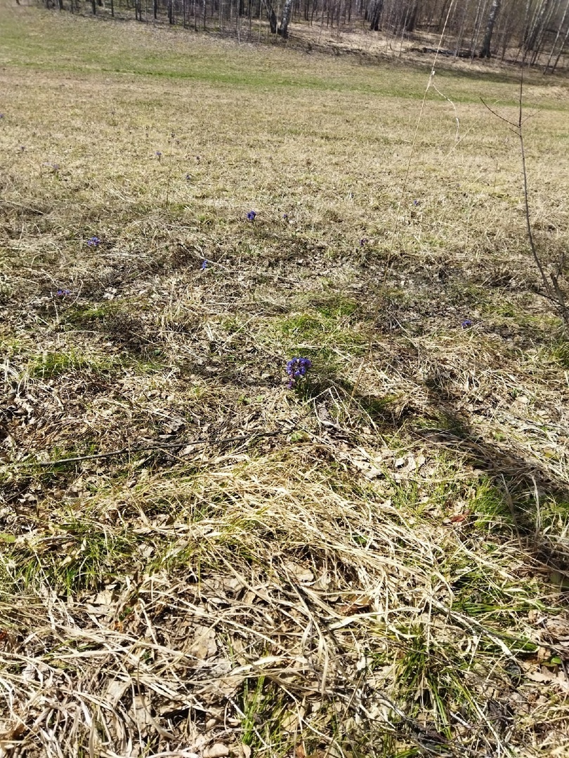 А у наших краях охота на сморчков, хоть и тихая, но такая опасная…