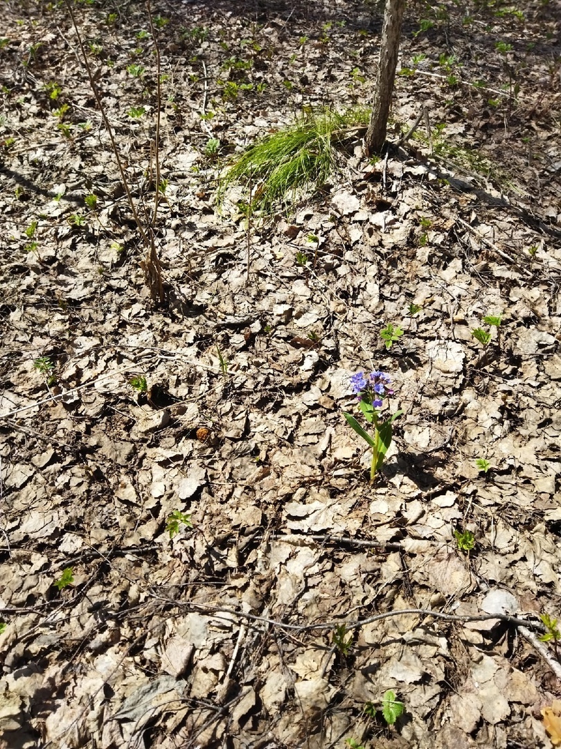 А у наших краях охота на сморчков, хоть и тихая, но такая опасная…