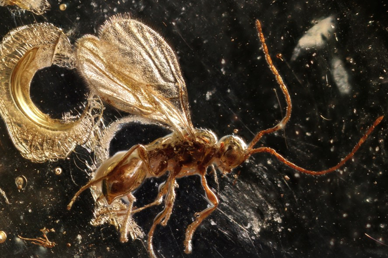 Уникальная находка в янтаре: доисторическая оса возрастом 100 миллионов лет