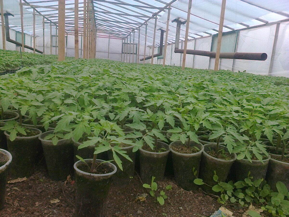 😀🥒🍅🍓🍒🌞Подготавливаем рассаду к высаживанию в открытый грунт.🌞🍒🍓🍅🥒😀