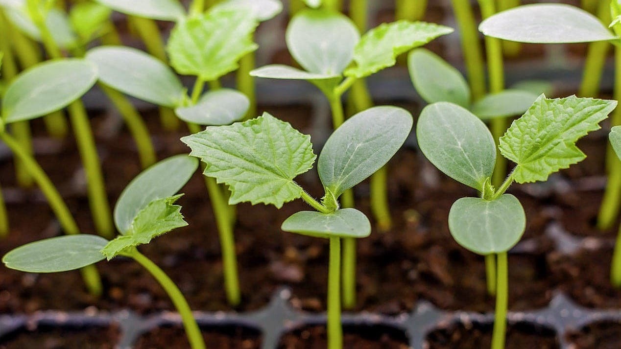 😀🥒🍅🍓🍒🌞Подготавливаем рассаду к высаживанию в открытый грунт.🌞🍒🍓🍅🥒😀