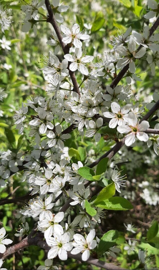 Щепкинский лес в окрестностях Ростова-на-Дону, который в выходные дни посещают сотни горожан для единения с природой (моя прогулка)