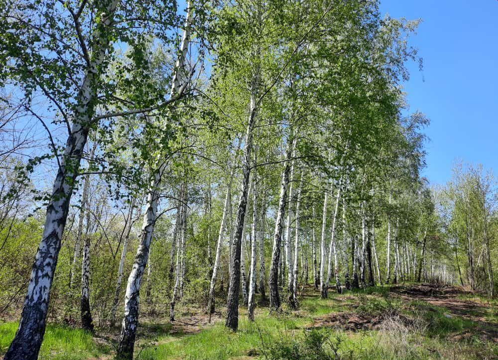 Щепкинский лес в окрестностях Ростова-на-Дону, который в выходные дни посещают сотни горожан для единения с природой (моя прогулка)
