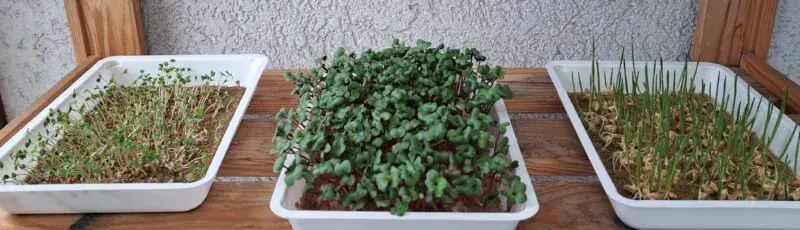 Вкусовый оргазм и витаминная бомба: выращиваем микроовощи дома!