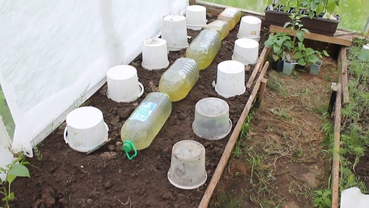 ⚡🌡☁🥒🍅Как защитить рассаду в заморозки. И как определить будет мороз или нет.🍅🥒☁🌡⚡