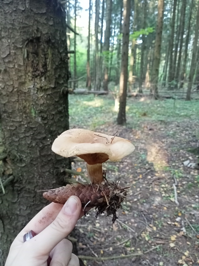 Грибной апокалипсис, или как я выжила в лесу с двумя мужиками