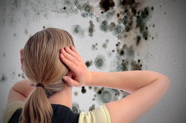 Как убрать плесень в погребе: советы и рекомендации