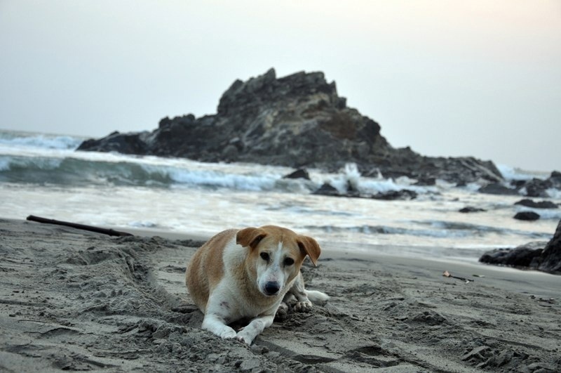 Жизнь в ГОА положительные и отрицательные моменты.
