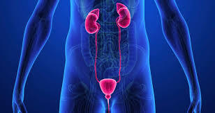 Важность наших почек и привычки вредящие им.