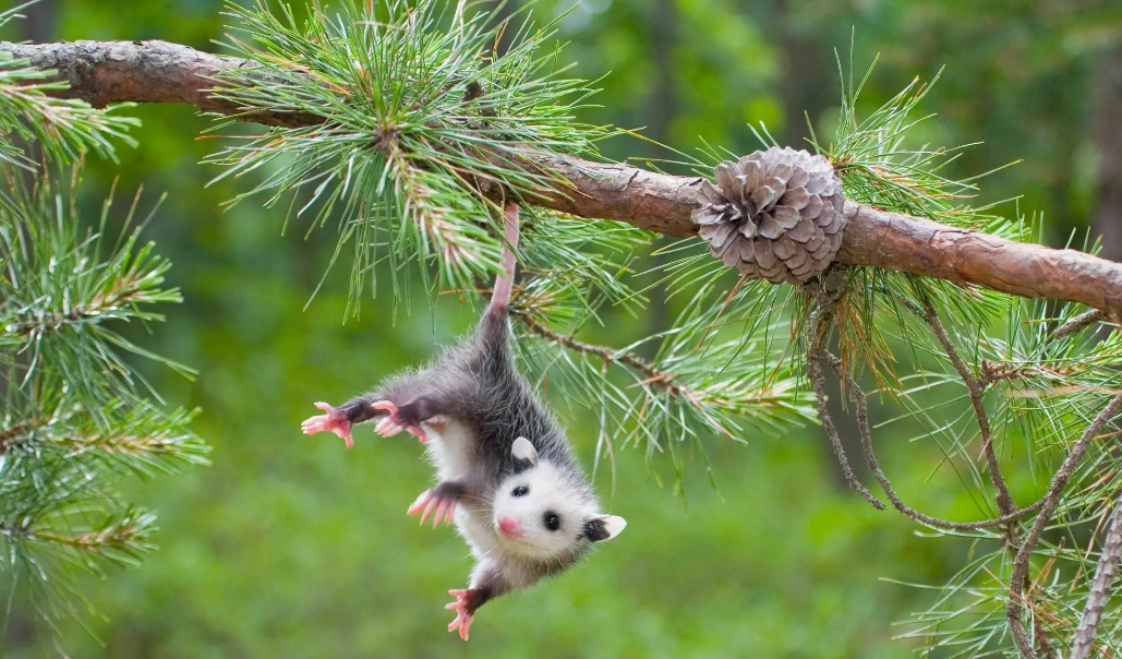 5 любопытных фактов об опоссумах
