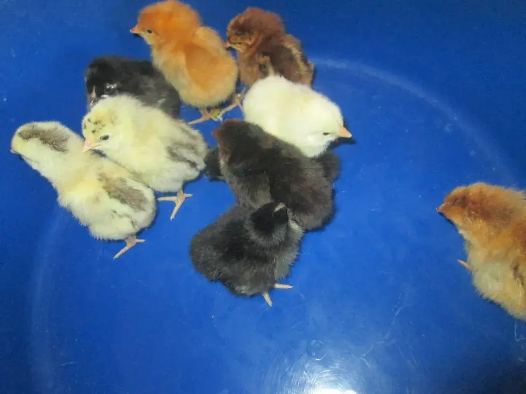 ✅Что дает планирование огорода Как овощи влияют друг на друга Мои наблюдение и личный опыт