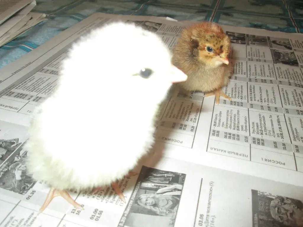 ✅Что дает планирование огорода Как овощи влияют друг на друга Мои наблюдение и личный опыт