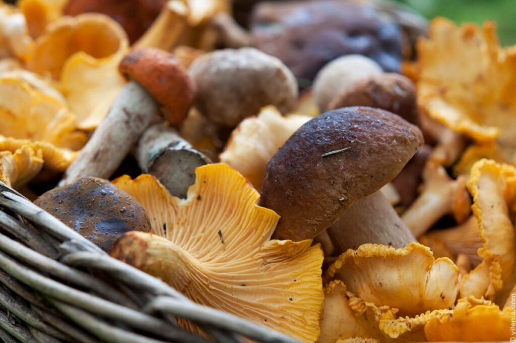 Существует множество съедобных грибов, выращиваемых и собираемых во всём мире