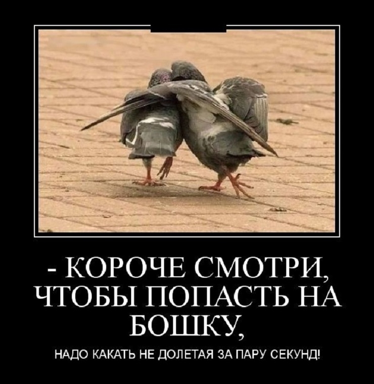 Весёлые картинки (часть 50)