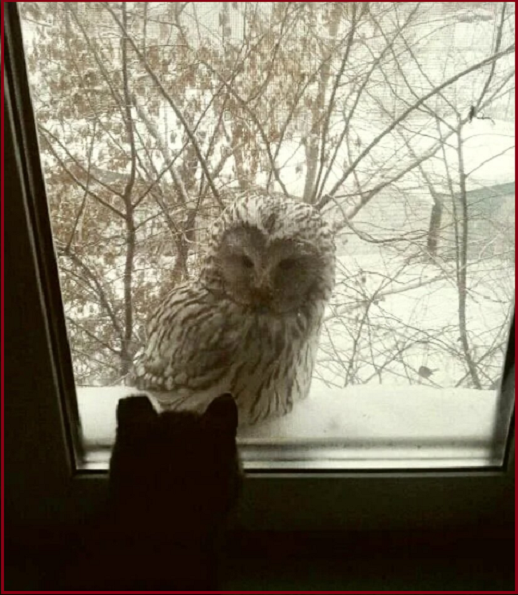 Встреча хвостатых с пернатыми. Котопозитивчик🤗